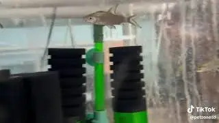 Bala Shark &ndash;
