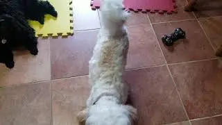 Havanese Dog Sings Happy Birthday.