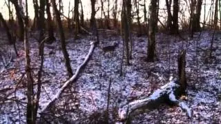 Deer hunting 2013 - Doe Passing Through