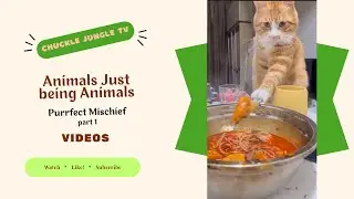Animals Just Being Animals: Purrfect Mischief! (part 1)