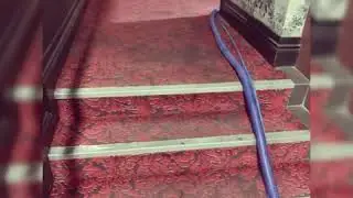 Cinema carpet cleaning MUST SEE!