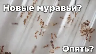 НОВЫЕ МУРАВЬИ МОЕЙ КОЛЛЕКЦИИ - Temnothorax unifasciatus