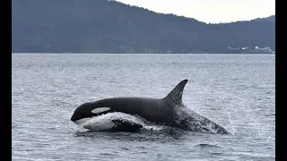 Center for Whale Research