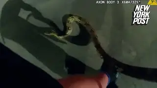 Massive python wrangled in Texas parking lot by cop dubbed the &lsquo;snake whisperer&rsquo;