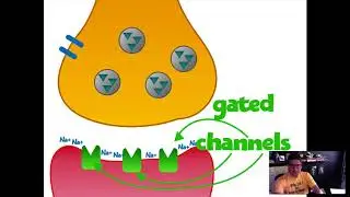 Synaptic Transmission