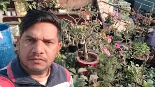 Home gardening Alwar welcome to my live stream
