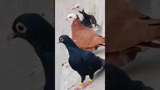 What&rsquo;s happening with this three pigeons ASMR | #asmr #kabootarbazi #pigeonslovers #shorts #fyp