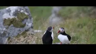 Juni 2024 Norwegen 10.  Vogelinsel Runde
