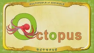 Multipedia of Animals. Letter O - Octopus