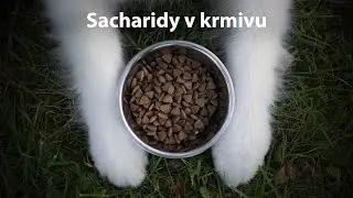 V&yacute;živa psů a koček | #09 Sacharidy v krmivu