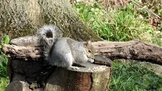 Wildlife in Barnwell Country Park .