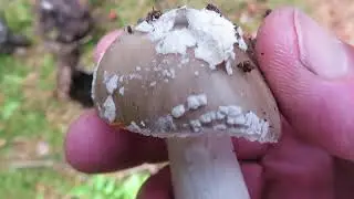 Perlpilze und Graue Wulstlinge im Vergleich