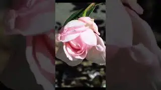 King Arthur sung GC #shorts #music #oldmusic #publicdomainmusic #nature
