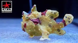 Antennarius maculatus