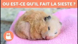 Comment savoir si mon HAMSTER HIBERNE ? 🐹