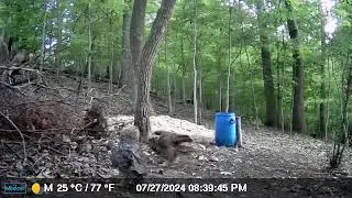 owls fighting in the woods@mickelballard4371