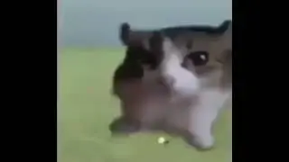 Me when I see the forsaken fandom