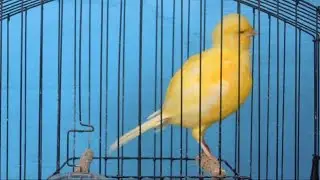 young clear yellow border (2016) in moult