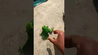 Boing catch frogs funny 🐸 #frog #animals #nature #timelapse