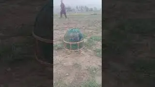 Teetar ki awaz | Titar Awaz | Black Francolin Sound | Titr Ki Awaz | Tetar Awaz | Kala Tetar Ki Awaz