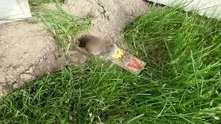 Vole Trap