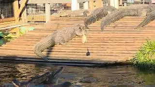 Gatorland Orlando- Jumparoo Show