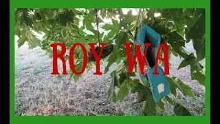 Roy WA *Muck Creek *Pioneer Rodeo