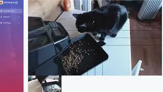 Feeding Cats Remotely