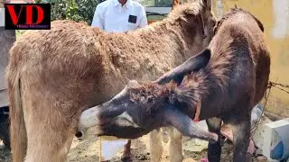 Donkey Milking & Feed|Ferme et alimentation des &acirc;nes|ฟาร์มลาและอาหารสัตว์|驢場和飼料|Village Dictionary