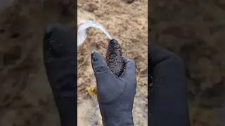 Animals Are Weirder Than You Think&hellip; Here&rsquo;s Proof 🦘😳