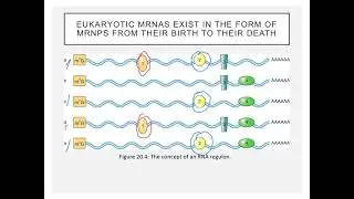 mRNA stability and localization