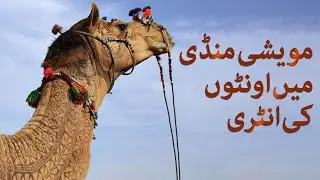 Karachi Maweshi mandi 2021: puray Pakistan se camels pohanch gaye | SAMAA ORIGINALS