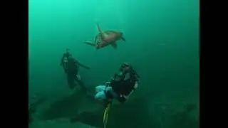 Hawksbill turtle human interaction scuba diving south west rocks