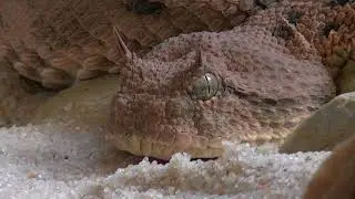 Video Of A Creepy Animal, amphibian,  animal,   close up,   creepy,   eyes,   reptile,   scales,   s