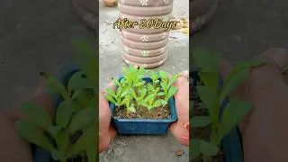 How to grow Calendula from seeds | calendula flower plant #shorts #calendula #flowers #plants