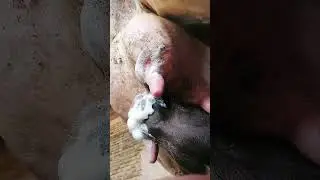 The calf drink its mother's milk 😋