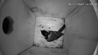 Kohlmeisenkasten - Great tit Nesting Box - 25.11.24 - 01.12.24