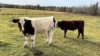 Quick fall pasture walk and cattle check