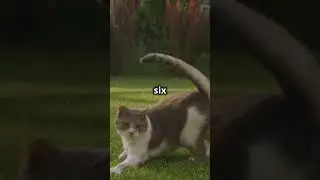 Facts About Cats