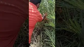 Indian date palm/ wild date palm