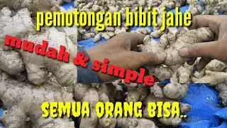 cara memotong bibit jahe | mudah & simple |semua orang bisa melakukan