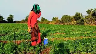 Real Indian Farm Life 🌱| Silent & Natural!Family Farming Life | No Talking, Only Nature