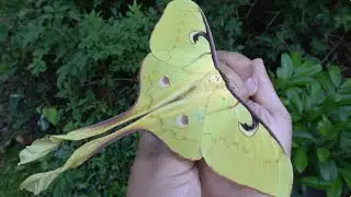HUGE Moon Moth: Actias maenas (Malaysian moon moth) bug facts