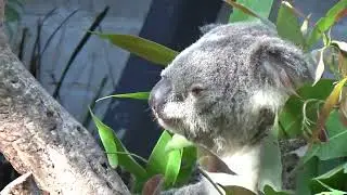 How much can a Koala Bear?