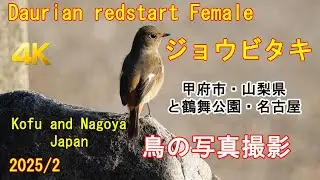 Sony 4K: Daurian redstart Female - ジョウビタキ４K