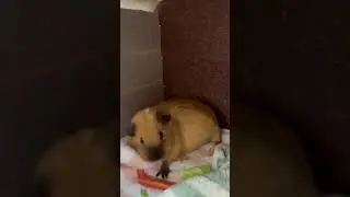 Pregnancy glow but make it guinea pig
