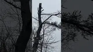 Arborsmith Tree Care-White Pine Removal (Waverly,N.S)