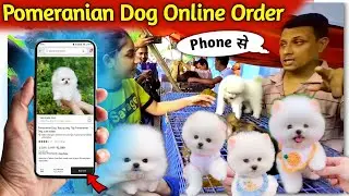 Pomeranian dog online order phone se kaise kare | How to order a dog online? | Pomeranian puppies