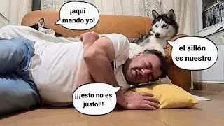 &iexcl;LOS PERROS DOMINAR&Aacute;N EL MUNDO! pero de momento s&oacute;lo MANDAN EN MI CASA y en el sill&oacute;n 🤣