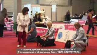 FLAMANDSKIY GOBELEN BANKET ETIKET, Budapest Winner 2013, сравнение на cacib кобели